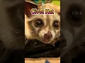 Download Lagu Koffie Gemaakt van DIERENPOEP ?! | Kopi Luwak |#koffie #drinken #koffietijd #coffee #beans