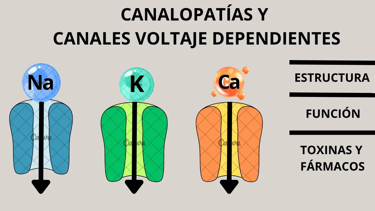 CANALES VOLTAJE DEPENDIENTES Y CANALOPATÍAS (Fisiología celular)