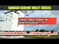 Ternyata Ini Suara WALET Panggil ASLI dari Alam yang Terbukti Responya | How to Call Swift Birds