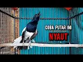 Download Lagu kacer gacor NGEPLONG tarung ini paling ampuh buat PANCINGAN KACER agar EMOSI NYAUT