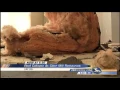 Roof caves in at Cider Mill Restaurant