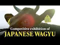 The Masterfully Marbled World of Japanese Wagyu Beef