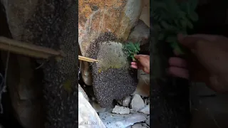 قص العسل ابو طويق دندنها