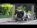 Guinea Pig Olympics - Parry Gripp
