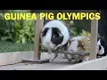 Guinea Pig Olympics - Parry Gripp