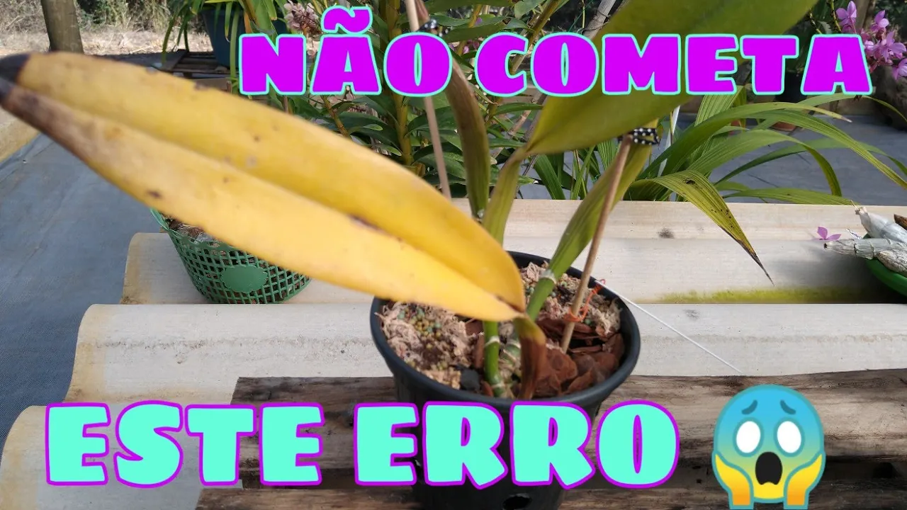 CUIDADO VOCÊ VAI MATAR SUA ORQUIDEA SE FIZER ISSO E COMO ESTÃO AS PLANTAS COM FUNGOS