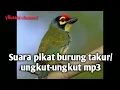 Download Lagu Suara pikat burung takur ungkut-ungkut mp3