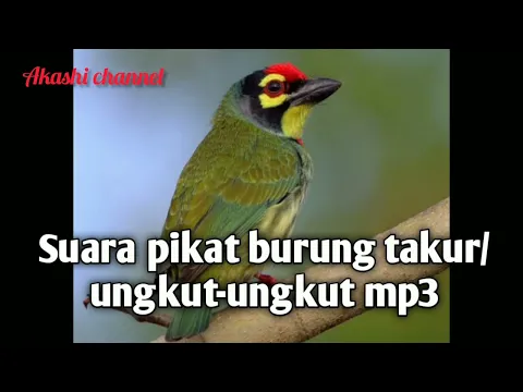 Download MP3 Suara pikat burung takur ungkut-ungkut mp3