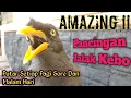 Lagu AMAZING!! PANCINGAN JALAK KEBO SUPER GACOR ‼️Putar Setiap Pagi Sore Dan Malam Hari,Di Jamin Nyaut