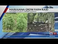 Navarro County deputies raid marijuana growing operation