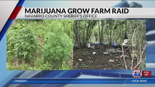Navarro County deputies raid marijuana growing operation