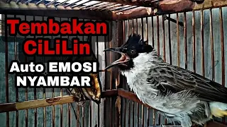 Download isian Nembak cililin - suara kutilang gacor ampuh untuk pancingan dan pikat LANGSUNG NYAMBER MP3