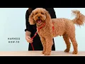 The Foggy Dog Harness How-To