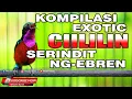 Download Lagu KOMPILASI KONIN GACOR NEMBAK-NEMBAK - JERNIH - MASTERAN KOLIBRI NINJA SULTAN PASTI CEPAT MASUK GACOR