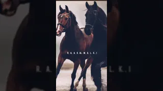 الشاعر مهذل الصقور من اجمل قصيده 