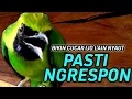 Download Lagu Cucak ijo ngeplong gacor bikin ijo lain nyaut