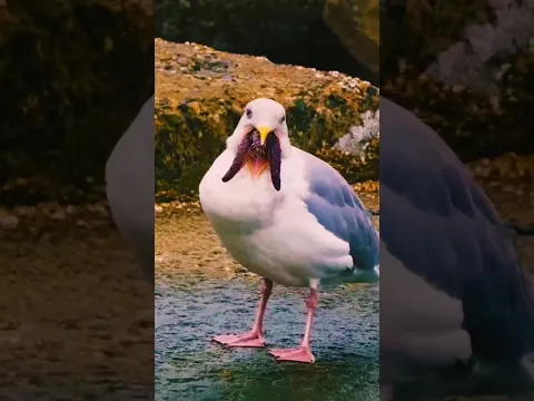 GAVIOTA se TRAGA Una ESTRELLA de MAR ⭐🌊