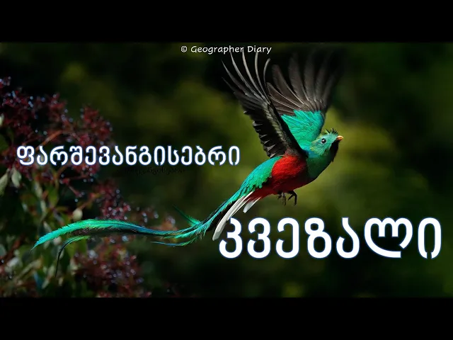 ფარშევანგისებრი კვეზალი | ველური ბუნება გეოგრაფის დღიურზე