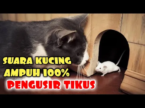 Download MP3 Suara Kucing Pengusir Tikus | Cara Mengusir Tikus AMPUH 100%