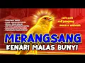 Download Lagu Pancingan Kenari GACOR! Cocok untuk Masteran PAUD \u0026 Terapi Kenari Macet Bunyi