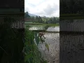 Download Lagu Suasana di desa ibu petani lagi ngarambet di sawah