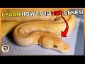 You need to Learn how to Identify Ball Python Morphs - This is how