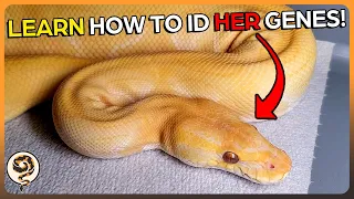 You need to Learn how to Identify Ball Python Morphs - This is how