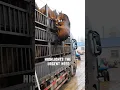 Download Lagu Unbelievable: Horse Falls Off Truck and Survives #shorts #ytshorts #viral
