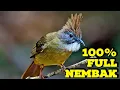 Download Lagu MASTERAN BURUNG KATEM GACOR | SUARA KAPAS TEMBAK WAKTU PAGI