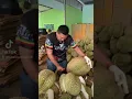 Download Lagu Wooow durian jumbo nih gaesss... 🔥🔥🔥 #durian #durianmontong #duriantraveler