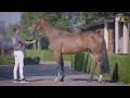 21. Mette VDL (Etoulon VDL x  Cardento), mare, born 08-02-2017