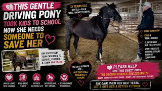 💔 This Gentle Driving Pony Took Kids to School — Now She Needs Someone to Save Her