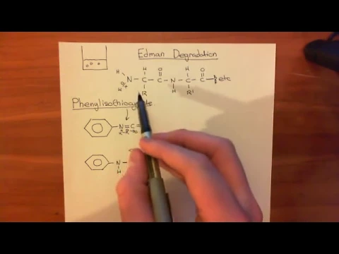 Protein sequencing Edman Degradation Part 1