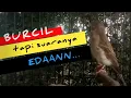 Download Lagu BURCIL EDAN SUARA MENANTANG