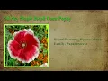Shirley Single Blend Corn Poppy