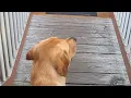 Pet Friendly Hotel Cannon Beach Hallmark Resort - Pet Area Review