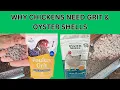 Chickens NEED oyster shells and grit Why How Much How Often