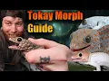 Lagu Full Tokay Gecko Morph Guide Part 1