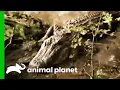 The Biggest Alligator The Gator Boys Have Ever Seen Gator Boys