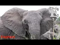 Animals start with E Alphabet animals E is for abecedario en ingles Alphabetimals for kids