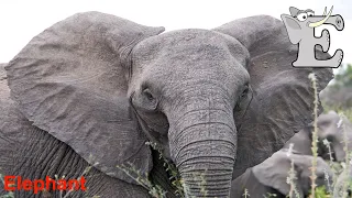 Animals start with E Alphabet animals E is for abecedario en ingles Alphabetimals for kids