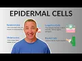 Understanding the Key Skin Cells Keratinocytes Melanocytes More