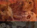 le lion est mort ce soir