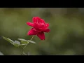 rose flower blossom hd new slow motion rose status