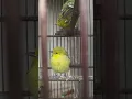 Download Lagu suara anak burung sirtu/cipoh lapar #shorts #cipoh #sirtu