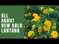 Unveiling the New Gold Lantana - A Thrilling Easy-Flowering Perennial