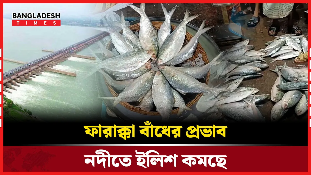 নদীতে ইলিশের সংকট, দাম আকাশছোঁয়া