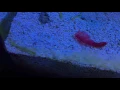 fire shrimp molting - Is my shrimp dead