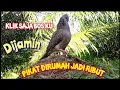 Download Lagu Sekali di klik tekukur dirumah langsung ribut ngk bakal mau diam langsung saja bos ku putar