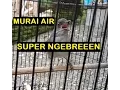 Download Lagu Murai Air Gacor Nembak Ngebren Rapat Masteran Murai Batu